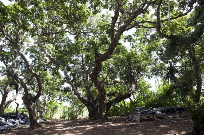 Vườn nhãn cổ Bạc Liêu